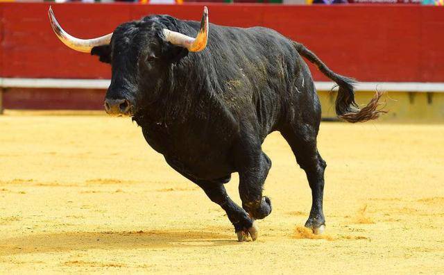 几乎所有野生食肉动物在与西班牙公牛的战斗中都表现不佳!