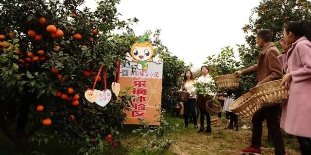 半城山水满城橘,18日奔赴一场金橘之恋!