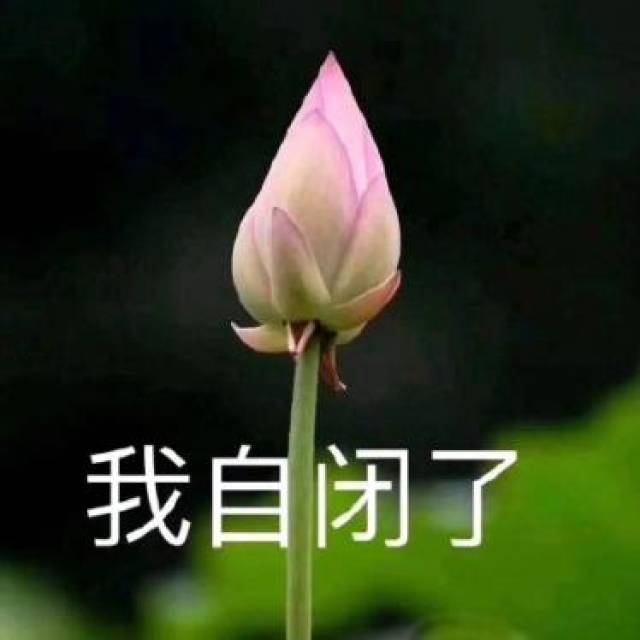 我枯了你呢什么意思 我枯了的荷花表情包