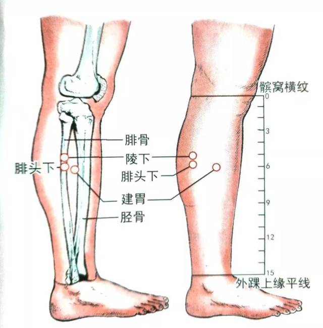 腓头下 【定经取穴】位于小腿腓侧,腓骨前缘,腓骨小头下3寸处.