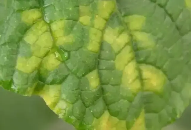 灰霉病,晚疫病,霜霉病,这些蔬菜病害要抓紧预防!