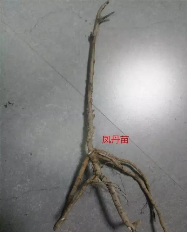 牡丹品种苗和凤丹苗区分方法