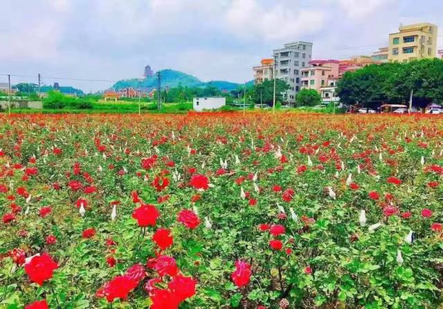 美丽乡村|治安好,车位多,玫瑰花海开遍地,来到下亨田村就不想走!