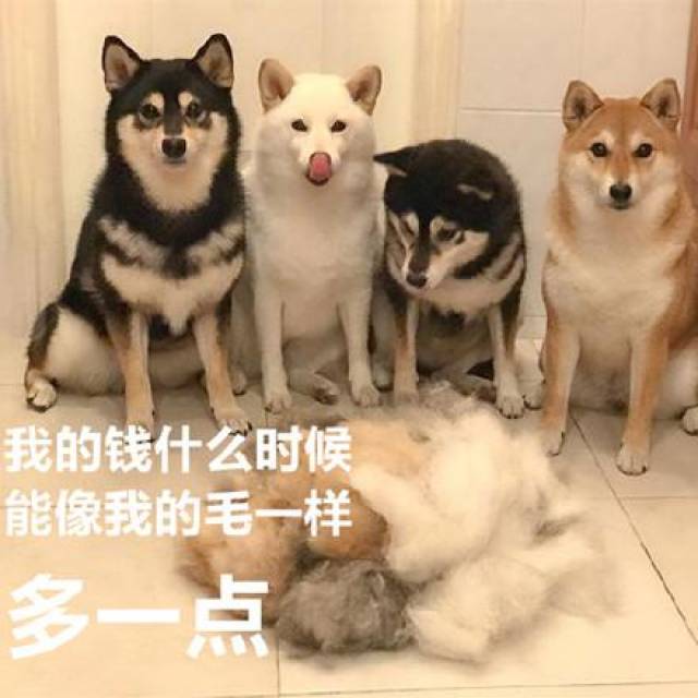 傻狗表情包28张:喜欢你已经超过2分钟了,不能撤回了