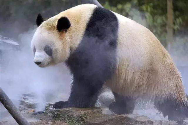 不仅仅是人喜欢在冬天泡泡温泉,连我们的滚滚,我们的国宝大熊猫居然也