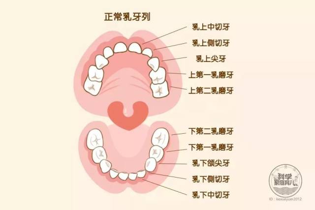 (恒牙识认图) 对照以上的图片,家长可以很清楚的知道每个牙齿的名字.