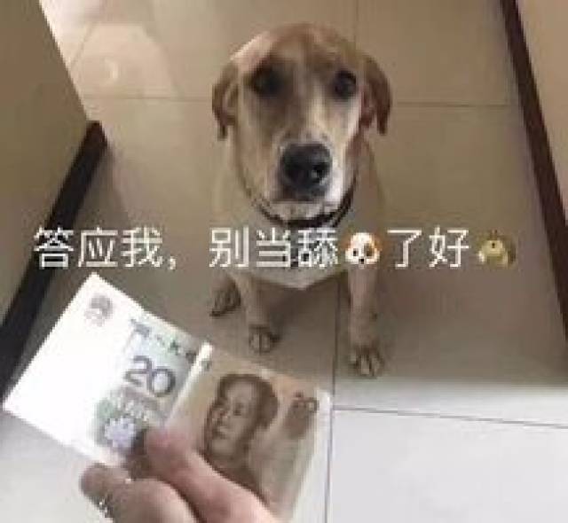 你有一份舔狗话术指南,请注意查收