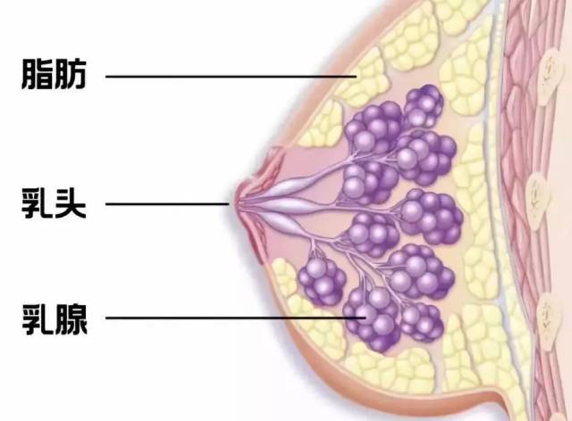 Δ  胸部结构示意图 图中那一串串"小葡萄" 就是乳房的支架 乳腺