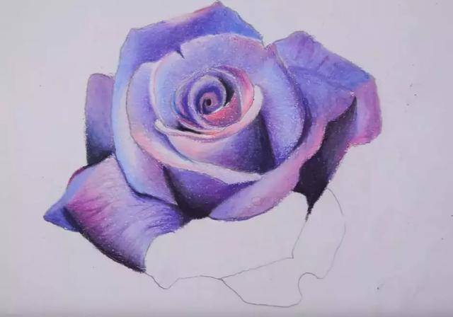 超详细彩铅教程,教你画一朵紫色玫瑰花!超美!