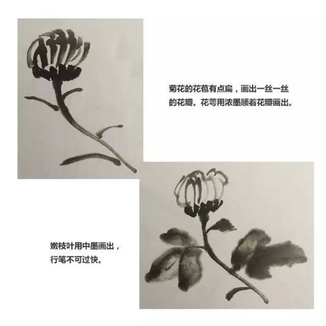 国画入门视频教程丨玉兰花,菊花的画法