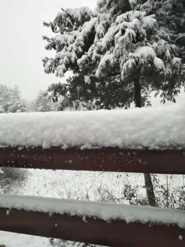 下雪了!陇南雪景已刷爆朋友圈(视频 图片)