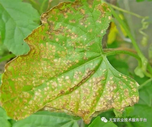 瓜类蔬菜病虫害防治技术!