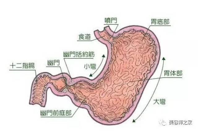 《黄帝内经》记载:肝主筋,肾主骨,脾主肉,心主脉,肺主