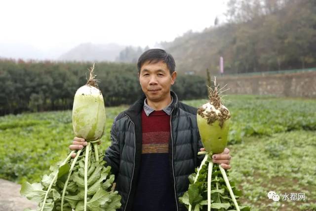 吃萝卜白菜也能献爱心!