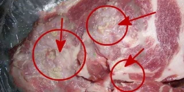 患 囊虫病的猪肉可见米粒大小白点(网络图)