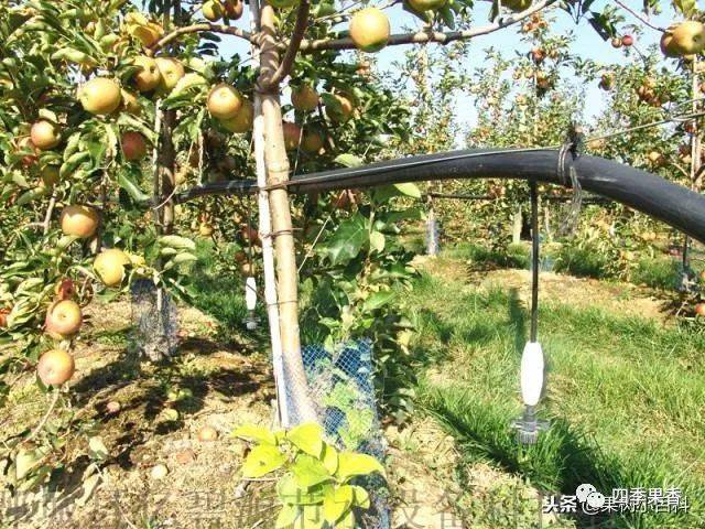 果园典型滴灌系统示意图!对增产增效的作用真大