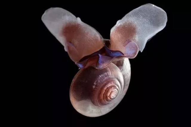 海蝴蝶,这种会游泳的蜗牛是极地水域中最主要的浮游生物,但5年之内