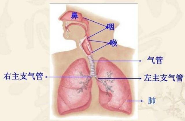 【健康讲堂】痰从哪里来,为什么总也咳不完?