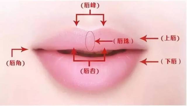 有一个海鸥展翅一样的弧度; 2/有"三珠":上唇有一个唇珠,下唇有两个唇