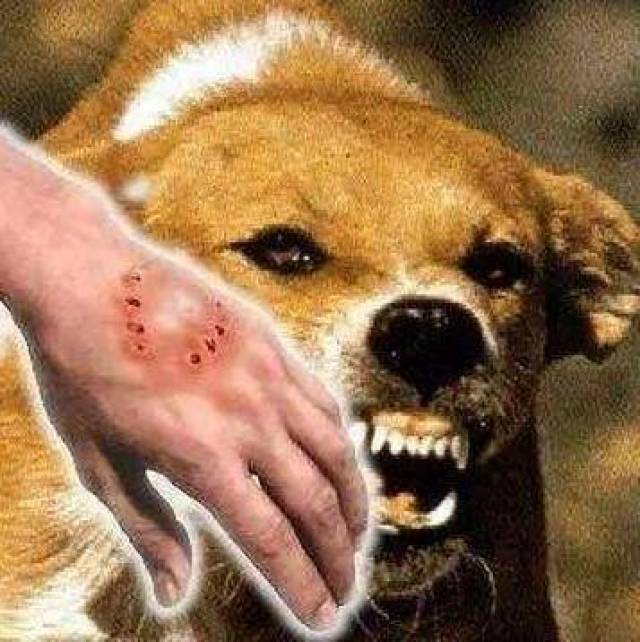 训犬师提示:狗狗"咬人"的5个原因,劝你一定要避开!