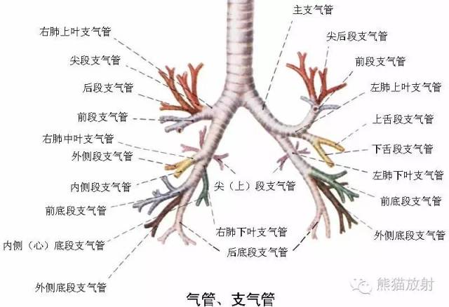 s7:内基底段,s8:前基底段,s9:外基底段,s10:后基底段】  左肺 上叶