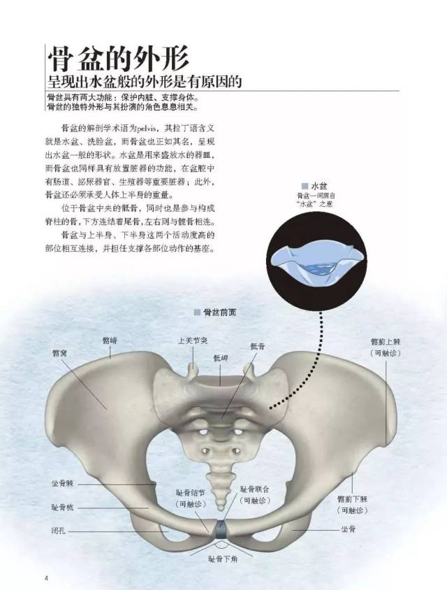 2018年11月新书《骨盆解剖及功能训练图解》李哲老师推荐