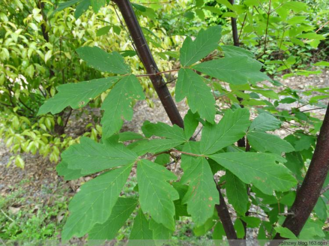 血皮槭小苗价格血皮槭种植技术和方法