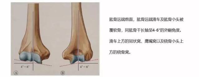 同尺骨鹰嘴的倾斜角度一起,使滑车与肱骨小头整体位于肱骨干的前方,以