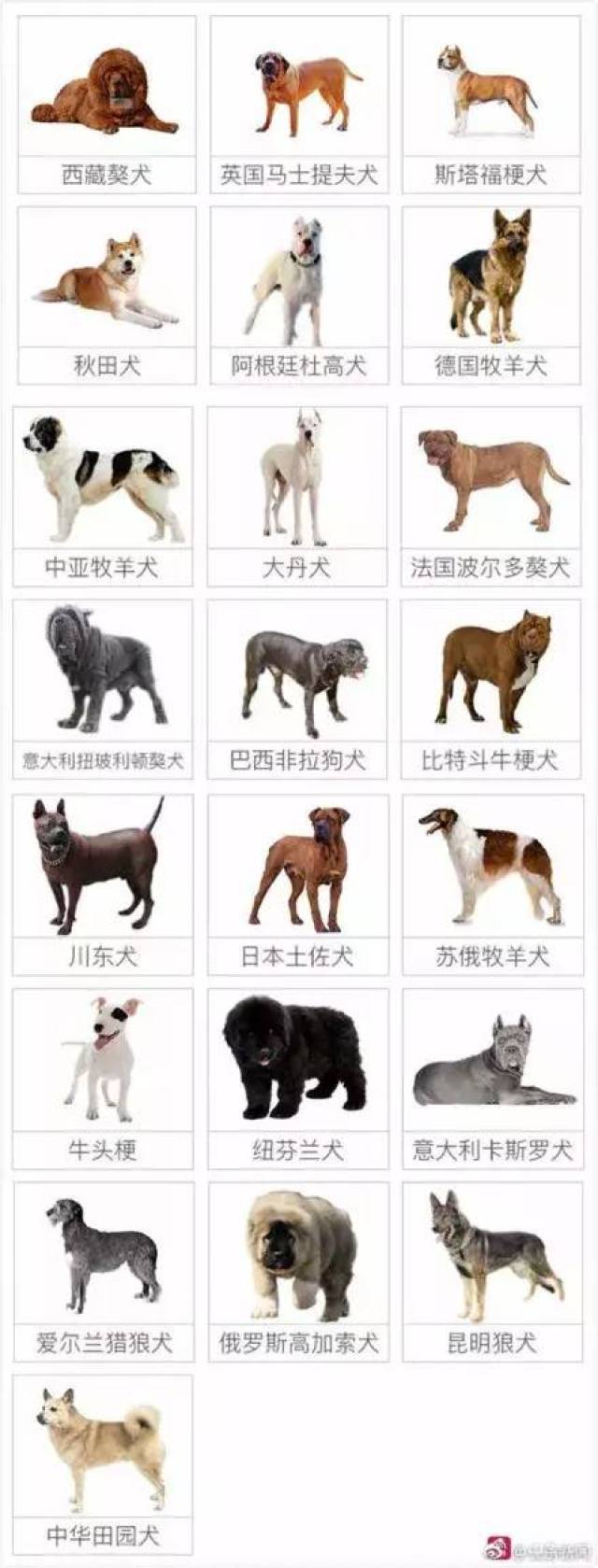 烈性犬种类名单