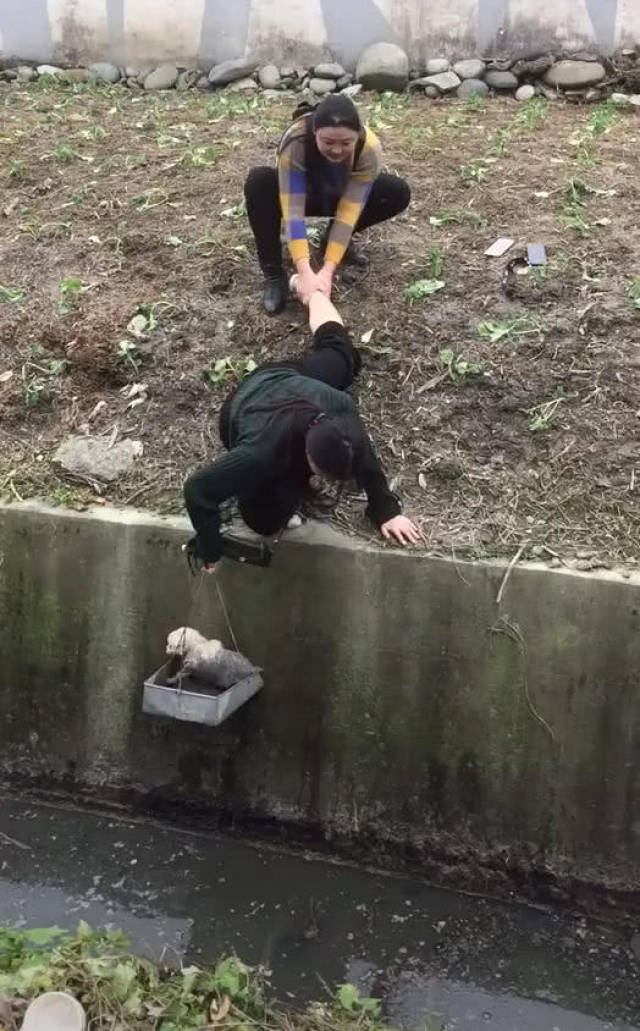 流浪狗掉入臭水沟,美女想尽办法救出狗,网友点评:人美