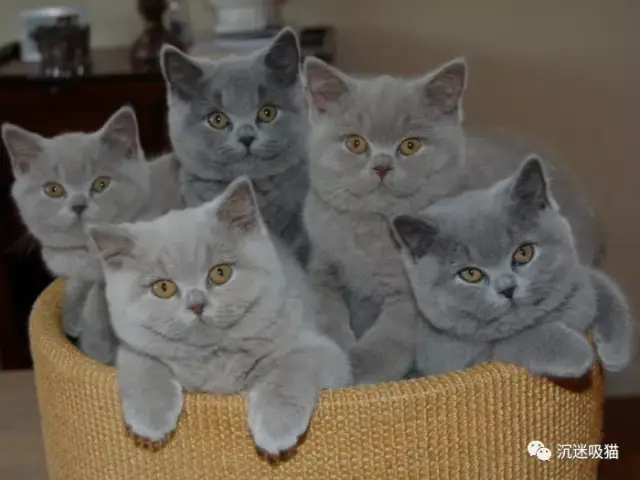 俄罗斯蓝猫 价格从400美元到3000美元不等,猫的眼睛有着鲜明的绿色.