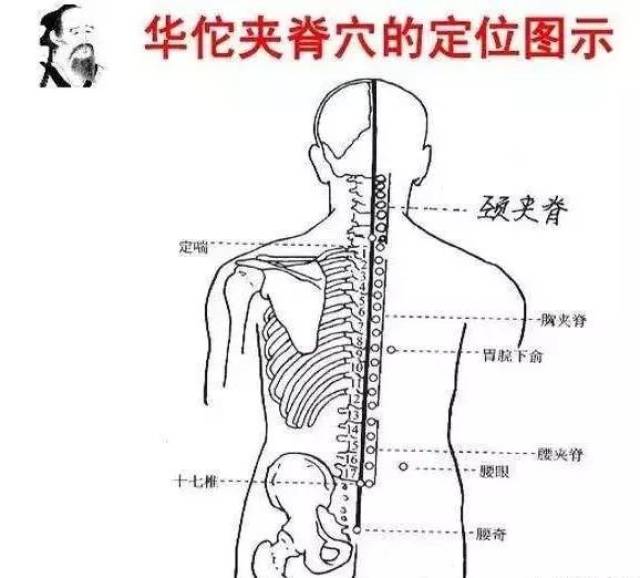 32.华佗夹脊[位置]第一胸椎起至第五腰椎止,每椎棘突下旁开0.