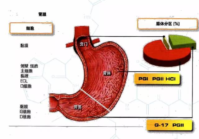 胃黏膜的g细胞分泌的胃泌素通过____途径到达胃黏膜的