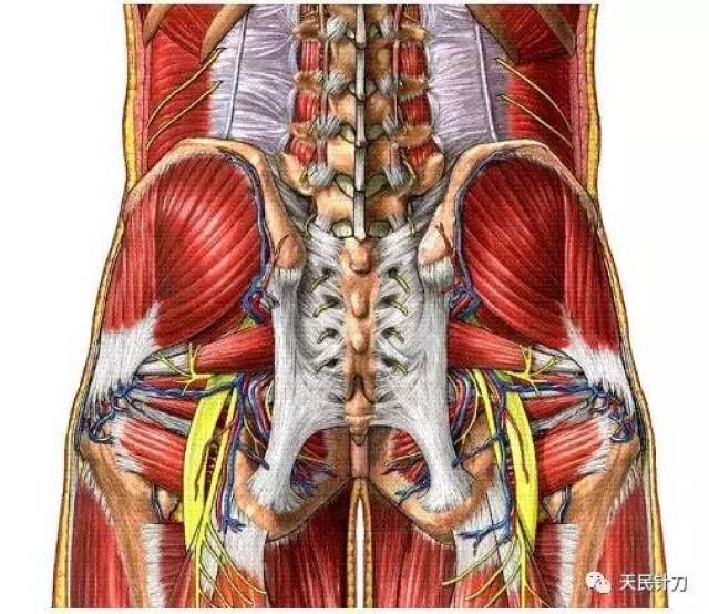 针刀医生必知--腰脊柱相对危险区带