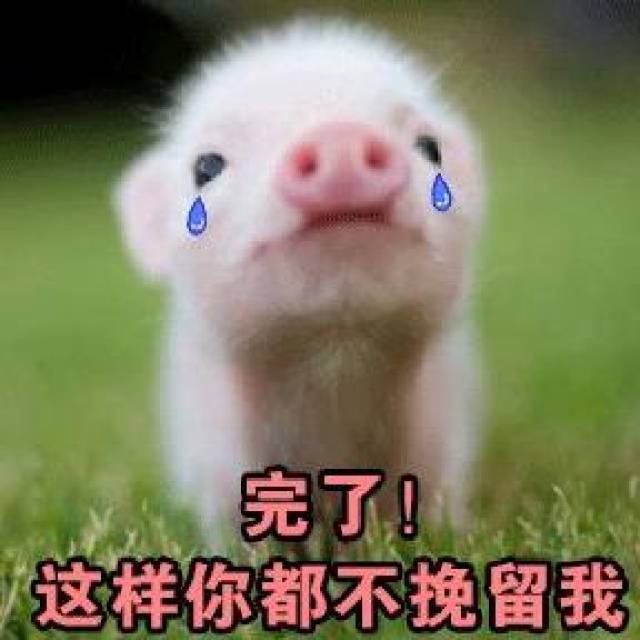 你是不是在外面有别的小猪了表情包全套