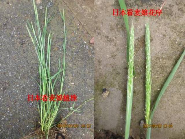 小麦田禾本科杂草详细识别2018版