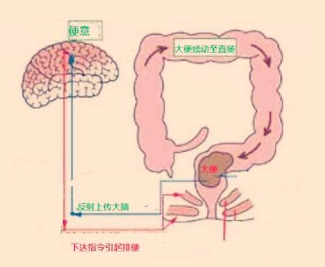 人体最佳排便时间及次数