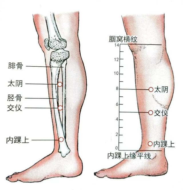 经外奇穴|太阴