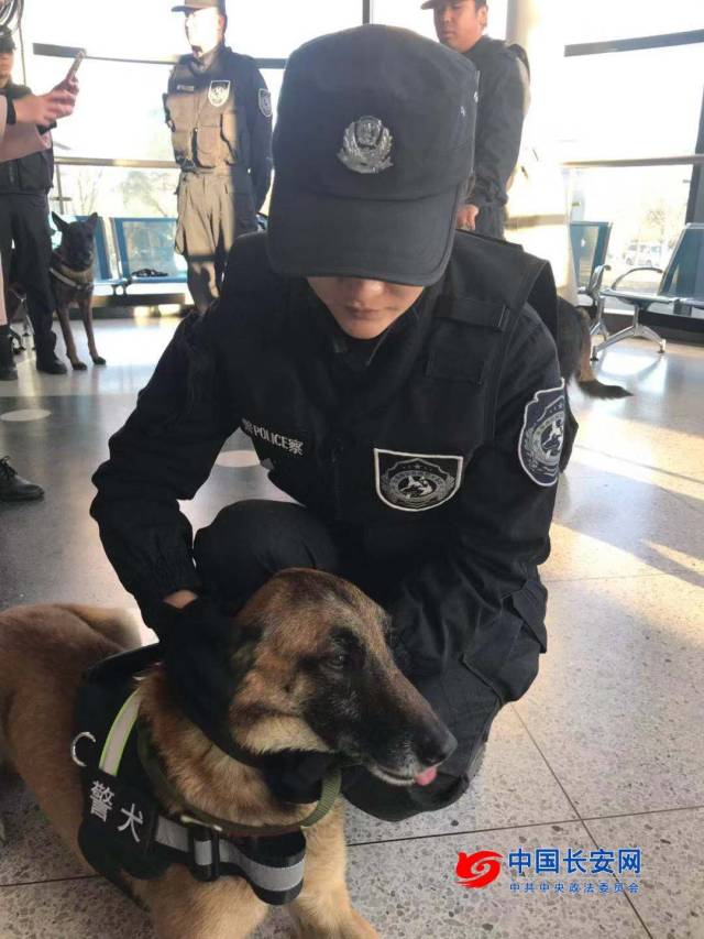 揭秘!"创可贴网红"警犬和"人民币玩家"警犬如何炼成