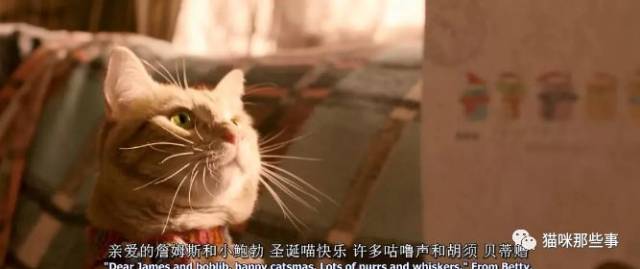 最近关于喵星人的电影有点多呀——流浪猫鲍勃,神奇动物在哪里