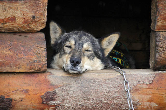 小狗狗挠痒把毛挠掉了,小狗狗总是频繁挠痒