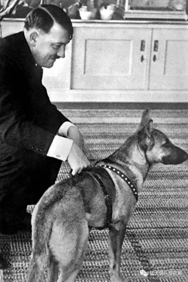 希特勒和他的爱犬布隆迪