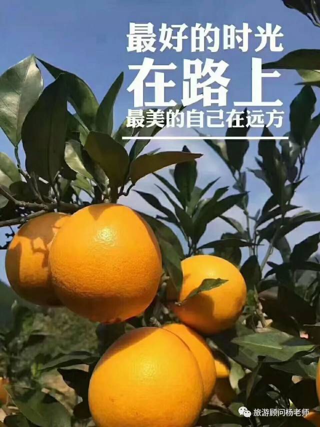 赣南脐橙,橙中之王