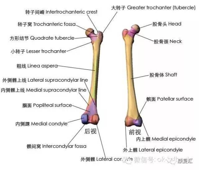 【经典收藏】史上最全骨性标志图3d图解