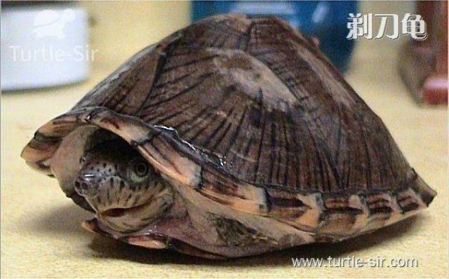 乌龟的肢体语言-龟谷鳖老来讲述