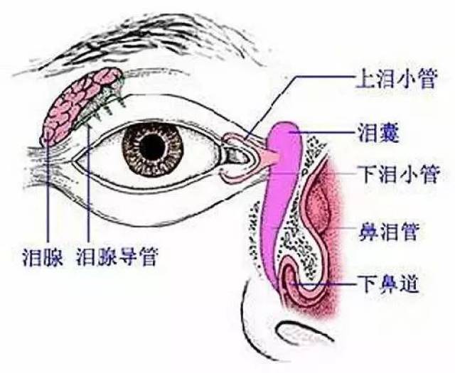 为什么会流眼泪? 我们眼里分泌泪水的那个地方,叫做泪腺.