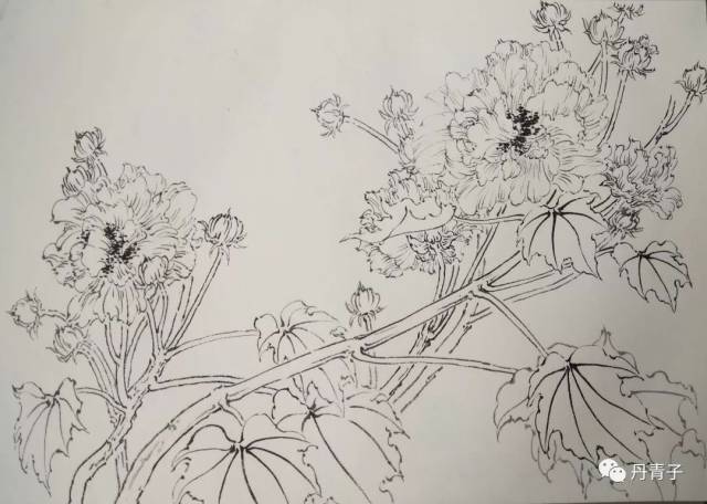 白描作品 芙蓉花 50cmx35cm