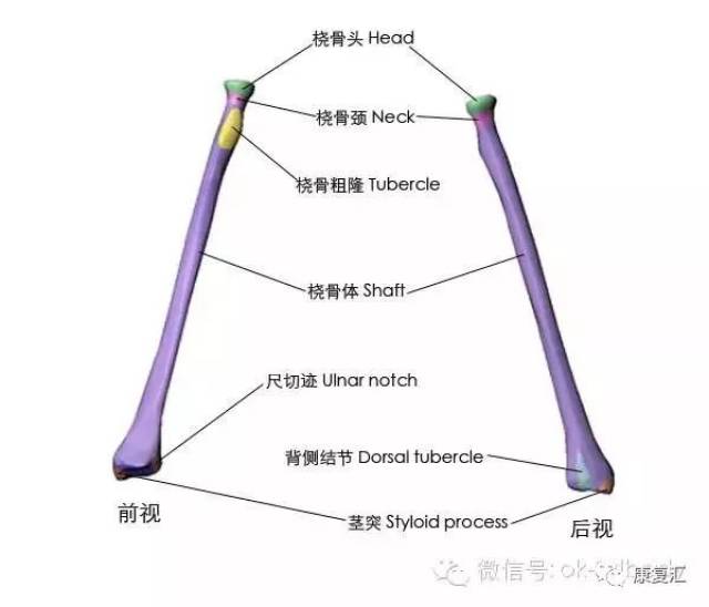 【经典收藏】史上最全骨性标志图3d图解