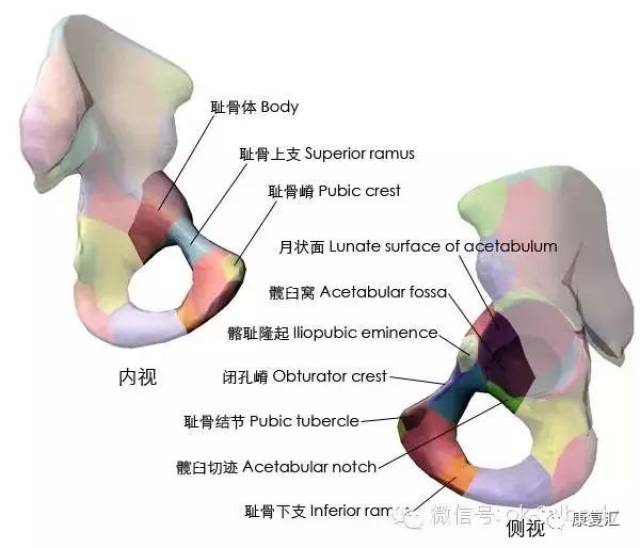 【经典收藏】史上最全骨性标志图3d图解