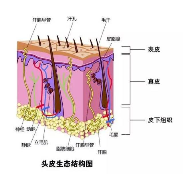 1.头皮油脂分泌失衡时,头皮就会出油变得油腻